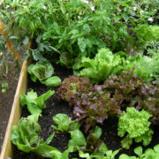 Les jardins au carré